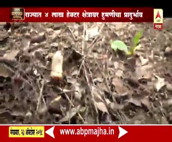 712 | राज्यात चार लाख हेक्टर ऊसक्षेत्रावर क्षेत्रावर हुमणीचा प्रादुर्भाव