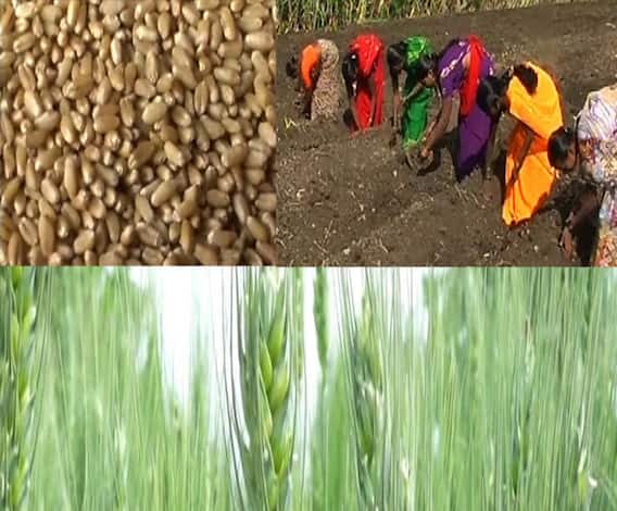 गव्हाची लागवड केल्यानंतर अशी काळजी घ्या | 712 | पीक सल्ला| एबीपी माझा 