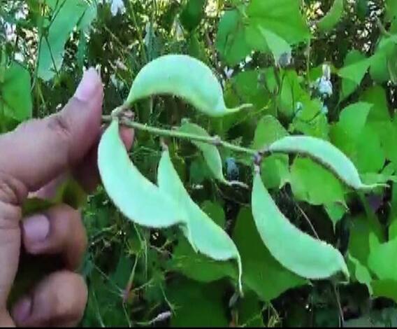 अशी घ्या पिकांची काळजी...| 712 | एबीपी माझा