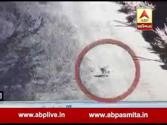 ગાંધીનગરમાં ફરી દીપડો દેખાયો? સીસીટીવીને આધારે તપાસ કરતાં શું થયો ખુલાસો? જુઓ વીડિયો