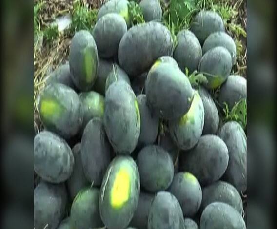 कलिंगड लागवडीच्या नियोजनासाठी कार्यशाळेचं आयोजन | 712 | जळगाव | एबीपी माझा