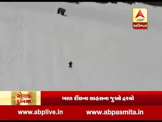 રોચક દુનિયા: બાળ રીંછના સાહસના દ્રશ્યો, મળી ચૂક્યા છે 13 મિલિઅન વ્યૂઝ, જુઓ વીડિયો 