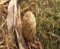 বীরভূমের সাঁইথিয়ায় রাতভর বোমার লড়াই, অভিযোগ-পাল্টা অভিযোগ তৃণমূল-বিজেপির