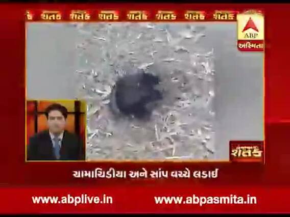 ચામાચિડિયા અને સાપ વચ્ચેની લડાઇનો વીડિયો વાયરલ, સતત પાંચ કલાક ચાલી ફાઇટ, કોણ જીત્યુ?, જુઓ વીડિયો