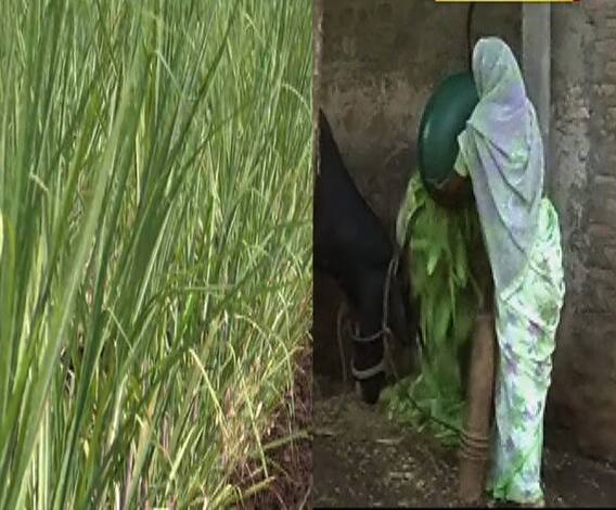 कमी पावसामुळे पशुधनाच्या चाऱ्याचा प्रश्न गंभीर | 712 | एबीपी माझा