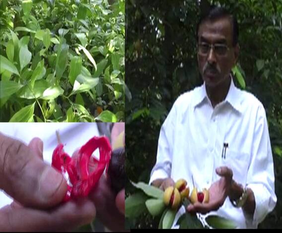 किनारपट्टी भागात मसाला पिकांची यशस्वी शेती | 712 | पालघर | एबीपी माझा