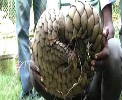 নেপালে পাচার হওয়ার আগে পশ্চিম মেদিনীপুর থেকে উদ্ধার বিলুপ্তপ্রায় প্রজাতির প্যাঙ্গোলিন, গ্রেফতার ৭