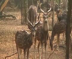 বিশ্বভারতীর পাশাপাশি পর্যটকদের আকর্ষণের কেন্দ্র হয়ে উঠেছে বল্লভপুর অভয়ারন্য