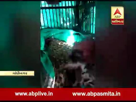 ગાંધીનગરઃ સચિવાલયમાં ઘુસેલા દીપડાને બેભાન કરી શું કરવામાં આવ્યું ? જુઓ વીડિયો
