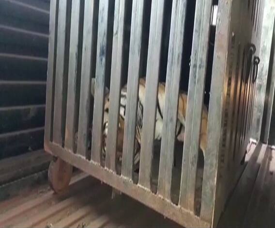 अवनी वाघिणीला मारणं गरजेचं होतं का? | माझा विशेष | एबीपी माझा