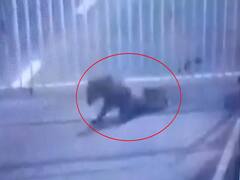 ગાંધીનગરઃ સચિવાલયમાં એક નહીં બે દીપડા ઘૂસ્યા છે, જુઓ વીડિયો