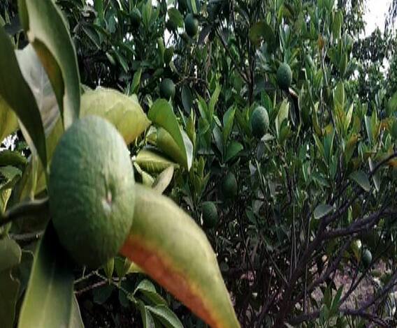 असं करा फळपिकाचं नियोजन...| 712 | एबीपी माझा