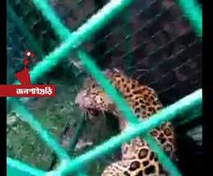 চা বাগানে ধরা পড়ল চিতাবাঘ, ছাড়া হবে গরুমারা অভয়ারন্যে