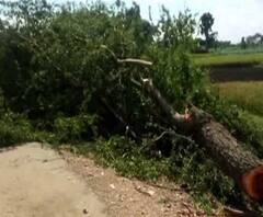 উত্তর ২৪ পরগনার বারাসাত ২ নম্বর ব্লকে অবাধে চলছে গাছ কাটা