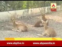 વડોદરા: કમાટીબાગ ઝૂમાં શ્વાનનો કાળિયાર પર કર્યો હુમલો, 6નાં મોત