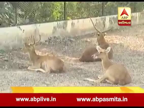વડોદરા: કમાટીબાગ ઝૂમાં શ્વાનનો કાળિયાર પર કર્યો હુમલો, 6નાં મોત