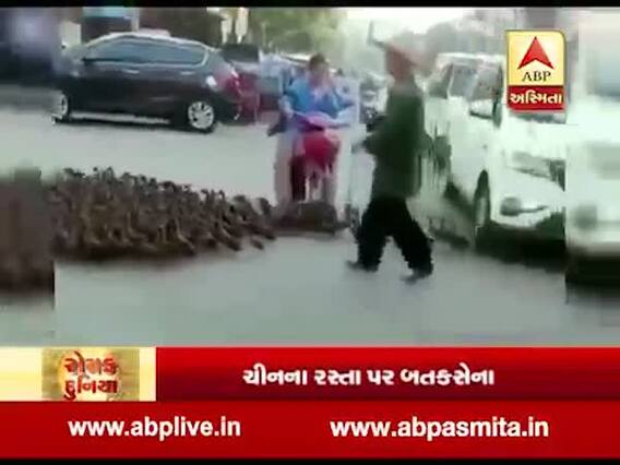 રોચક દુનિયા: ચીનના રસ્તા પર જોવા મળી બતકસેના, જુઓ વીડિયો 