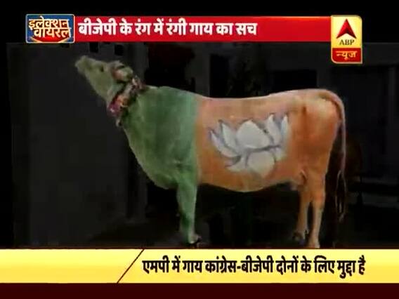 इलेक्शन वायरल: बीजेपी के रंग में रंगी गाय का सच