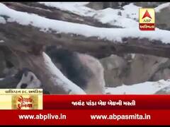 રોચક દુનિયા: અમેરિકાના વોશિગ્ટન ડીસીમાં જાયંટ પાંડાની જુઓ મસ્તી