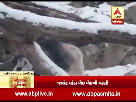 રોચક દુનિયા: અમેરિકાના વોશિગ્ટન ડીસીમાં જાયંટ પાંડાની જુઓ મસ્તી