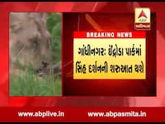 ગાંધીનગર: ઈન્દ્રોડા પાર્કમાં સિંહ દર્શનની શરૂઆત થશે, જુઓ વીડિયો 