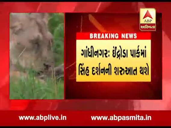 ગાંધીનગર: ઈન્દ્રોડા પાર્કમાં સિંહ દર્શનની શરૂઆત થશે, જુઓ વીડિયો 