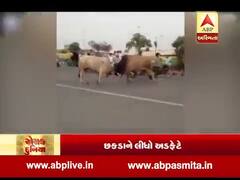 રોચક દુનિયા: ભટિંડામાં બે આખલા વચ્ચે લડાઈ, છકડાને લીધો અડફેટે, જુઓ વીડિયો 