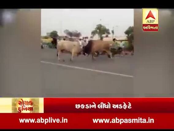 રોચક દુનિયા: ભટિંડામાં બે આખલા વચ્ચે લડાઈ, છકડાને લીધો અડફેટે, જુઓ વીડિયો 