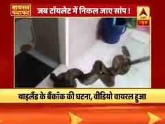 जब टॉयलेट में निकल आया एक खतरनाक सांप, वीडियो वायरल | ABP News Hindi