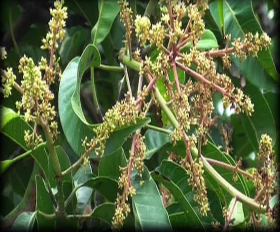 अशी घ्या आंबा मोहोराची काळजी | 712 | एबीपी माझा