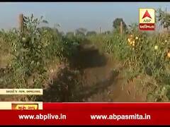 મારુ ગામ મારી વાતઃ શાકભાજીના ઓછા ભાવને લઇને અમદાવાદના અણદેજ ગામના ખેડૂતો છે પરેશાન, જુઓ વીડિયો