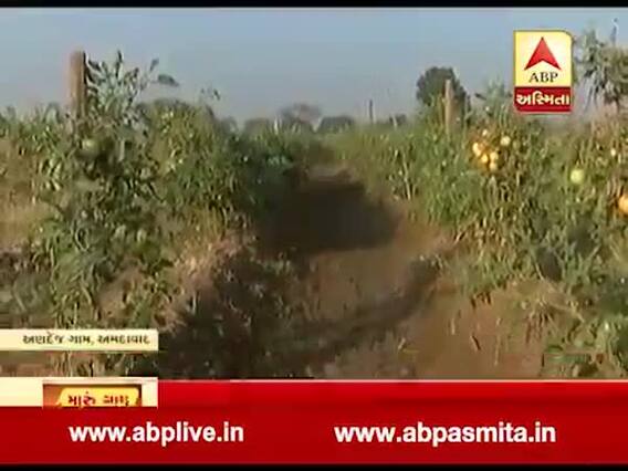 મારુ ગામ મારી વાતઃ શાકભાજીના ઓછા ભાવને લઇને અમદાવાદના અણદેજ ગામના ખેડૂતો છે પરેશાન, જુઓ વીડિયો