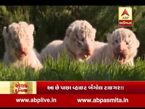 રોચક દુનિયા:ક્રીમિઆના સફારી પાર્કમાં સફેદ વાધના બચ્ચાનો જન્મ, જુઓ વીડિયો 