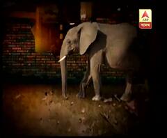 জলপাইগুড়ির মেটেলি ব্লকের বড়দিঘি চা বাগান এলাকায় দলছুট হাতির তাণ্ডব, তছনছ স্বাস্থ্যকেন্দ্র থেকে স্কুলবাড়ি