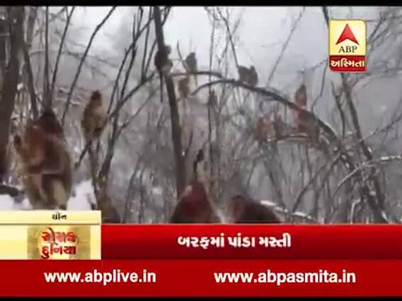 રોચક દુનિયા: બરફમાં પાંડા મસ્તી, ચીનમાં બરફથી આઈસપથ, જુઓ વીડિયો 