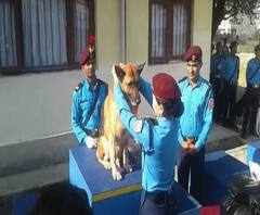 दिवाळीनिमित्त नेपाळमध्ये श्वानांचीही पूजा | काठमांडू | एबीपी माझा