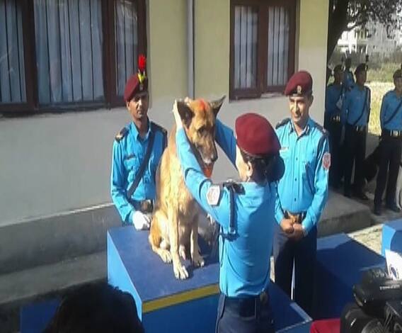 दिवाळीनिमित्त नेपाळमध्ये श्वानांचीही पूजा | काठमांडू | एबीपी माझा