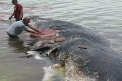 Dead Whale Found In Indonesia With 6 Kg Of Plastic