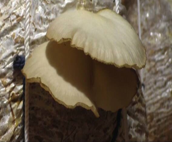 तीन तरुणांनी सुरु केला यशस्वी मशरुम व्यवसाय | 712 | अमरावती | एबीपी माझा