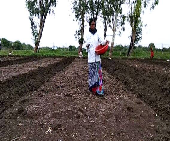 गव्हाची लागवड केल्यानंतर अशी घ्या काळजी | 712 | एबीपी माझा