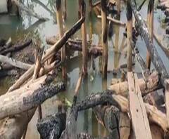 গোয়ালতোড়ে কাঠের সেতু পুড়িয়ে দেওয়ার অভিযোগ বিজেপি-আশ্রিত দুষ্কৃতীদের বিরুদ্ধে। চূড়ান্ত সমস্যায় ৯টি গ্রামের বাসিন্দারা