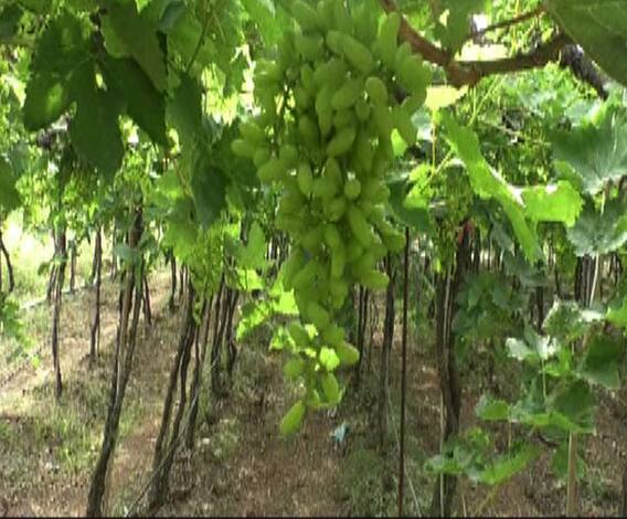 द्राक्ष उत्पादक शेतकऱ्यांसमोर पाणीटंचाईचं संकट | सांगली | 712 | एबीपी माझा