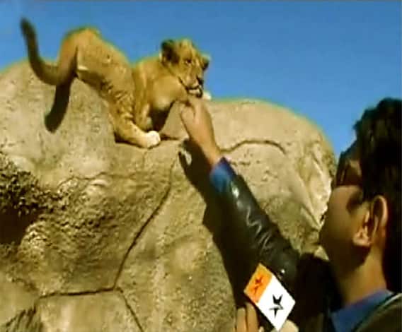 ব্ল্যাক ম্যাজিক, ভুডু ম্যাজিকের দেশ আফ্রিকা, সুনাম আছে জঙ্গল এবং পশুরাজ সিংহের আস্তানা হিসাবেও, সেখানকার লায়ন্স পার্ক ঘুরে দেখুন এবিপি আনন্দের সঙ্গে