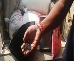 লাল তিলে রঙ লাগিয়ে, পোড়া মবিল লাগিয়ে করা হচ্ছে কালো তিল, গাইঘাটা থেকে গ্রেফতার ১