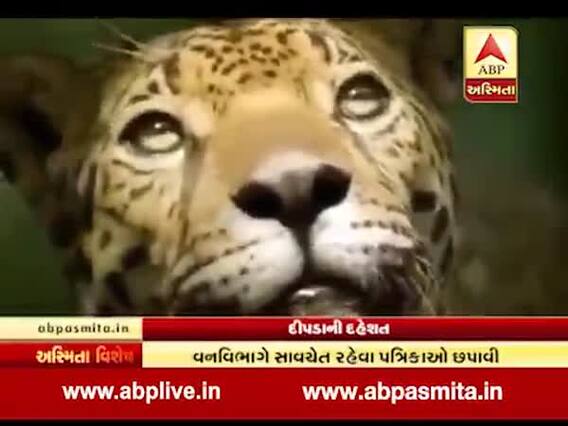 અસ્મિતા વિશેષઃ દીપડાની દહેશત