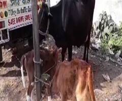 দুর্গাপুরের স্টিল হাউস বস্তিতে গরু চোর সন্দেহে ২ যুবককে গণপিটুনি