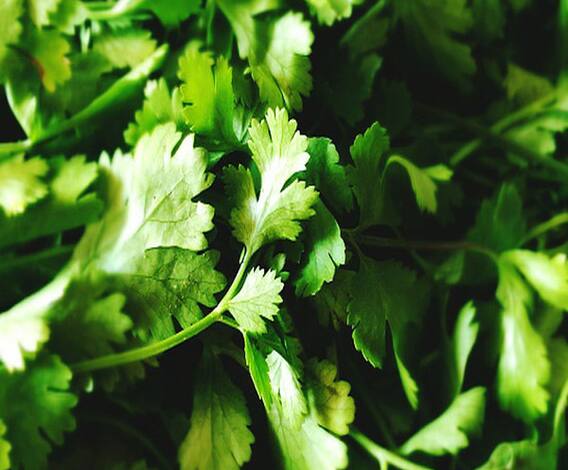 घे भरारी | आरोग्यासाठी लाभदायक कोथिंबीर | एबीपी माझा 