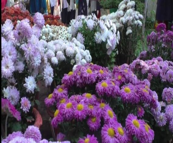 अमरावती गार्डन क्लबतर्फे शेवंती प्रदर्शनाचं आयोजन | 712 | एबीपी माझा