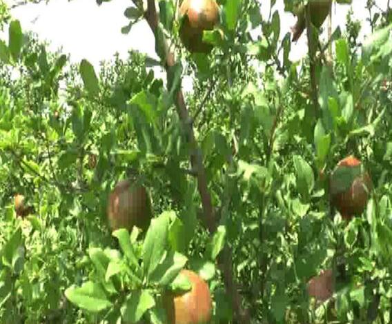 712 | राज्यातील डाळिंबाचा कॅलिफोर्निया संकटात, तेल्या रोगामुळे नुकसान | सोलापूर | एबीपी माझा