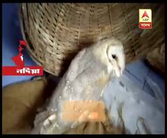 নদিয়ার গাংনাপুরের বড়বাজার এলাকার গৃহস্থের ছাদে এসে পড়েছে আহত লক্ষ্মী প্যাঁচা, চলছে শুশ্রূষা